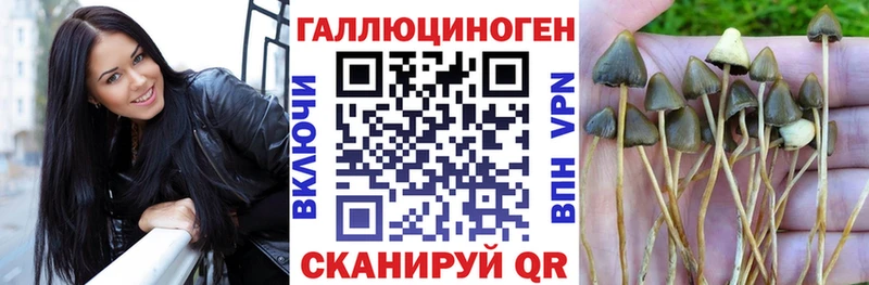 Галлюциногенные грибы Psilocybine cubensis Красный Сулин
